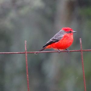 Vermilion Flycatcher