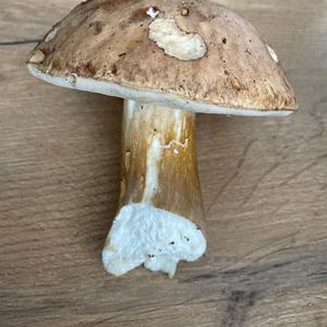 Unknown Species