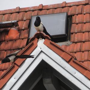 Black-billed Magpie