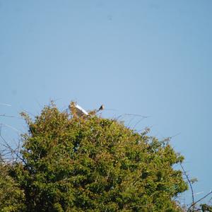 Eurasian Linnet