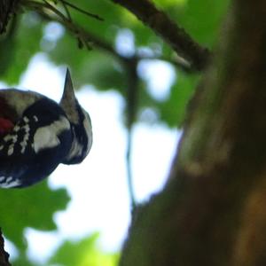 Great Spotted Woodpecker