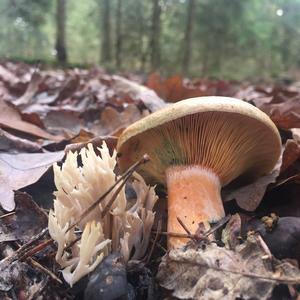 False Saffron Milk Cap