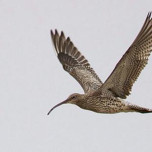 Eurasian Curlew