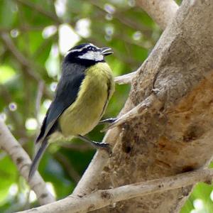 Blue Tit