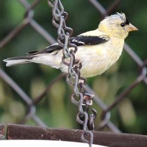 American Goldfinch