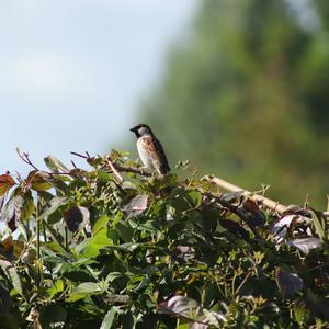 House Sparrow