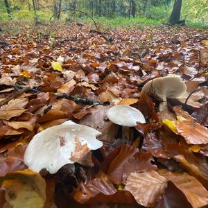 Cloudy Clitocybe