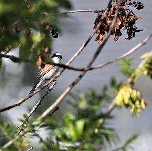 Red-backed Shrike