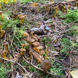 Trumpet Chanterelle