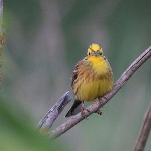 Yellowhammer