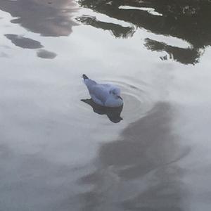 Mediterranean Gull