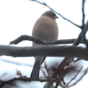 Eurasian Chaffinch