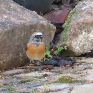 Common Redstart