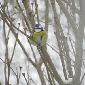 Blue Tit