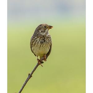 Corn Bunting