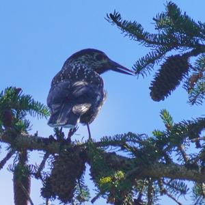 Spotted Nutcracker