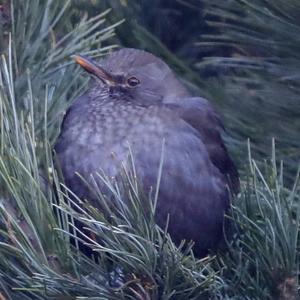 Eurasian Blackbird