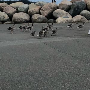 Greylag Goose