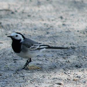 White Wagtail