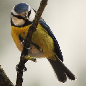 Blue Tit