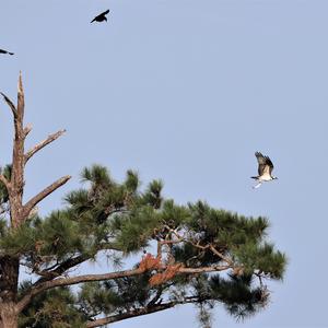 Osprey