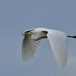 Great Egret