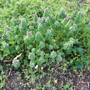 Unknown Species