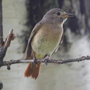 Common Redstart