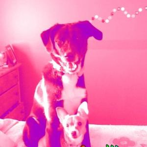 Unknown Breed