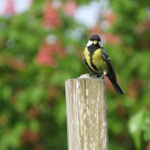 Great Tit