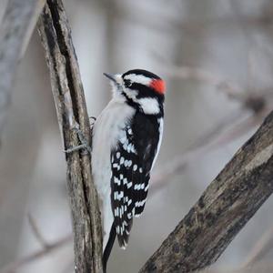 Downy Woodpecker