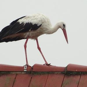 White Stork