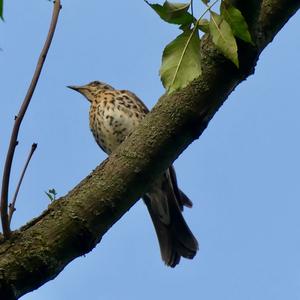 Fieldfare