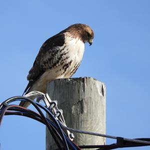 Rotschwanzbussard