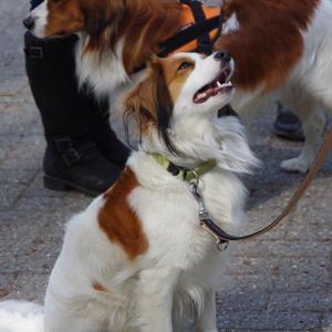 Kooikerhondje