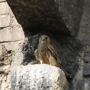 Common Kestrel