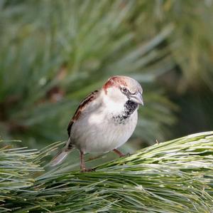 House Sparrow