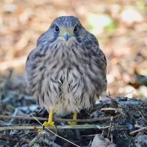 Common Kestrel