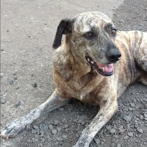 Unknown Breed