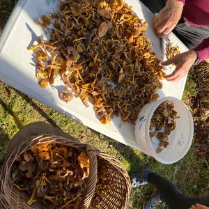 Trumpet Chanterelle