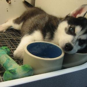 Unknown Breed