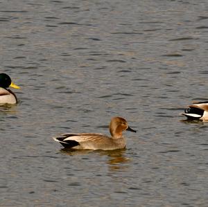 Gadwall