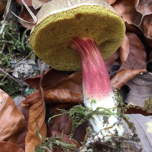 Red-cracked Bolete