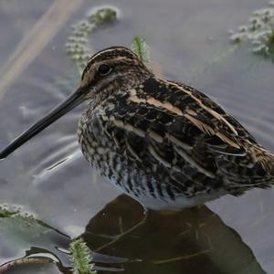 Common Snipe