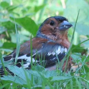 Eurasian Chaffinch