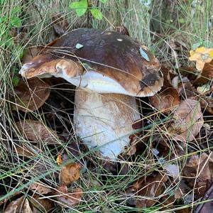 King Bolete