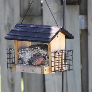 House Finch