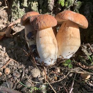 King Bolete