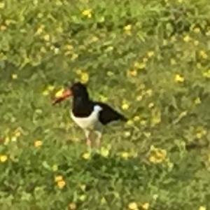 Eurasian Oystercatcher