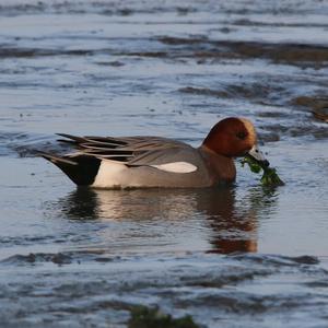 Eurasian Wigeon